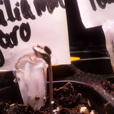 Kilimanjaro  growlog timeline photo