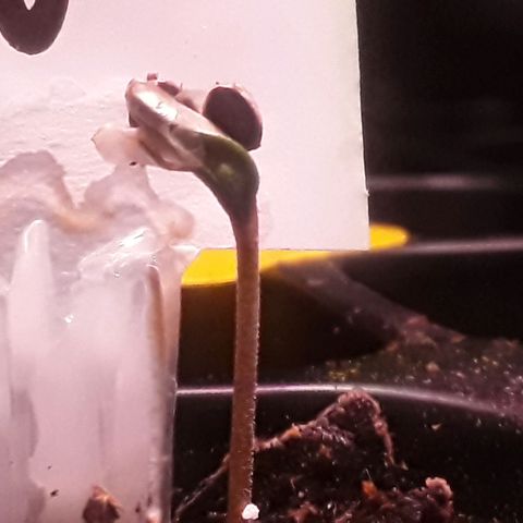 Kilimanjaro  growlog timeline photo