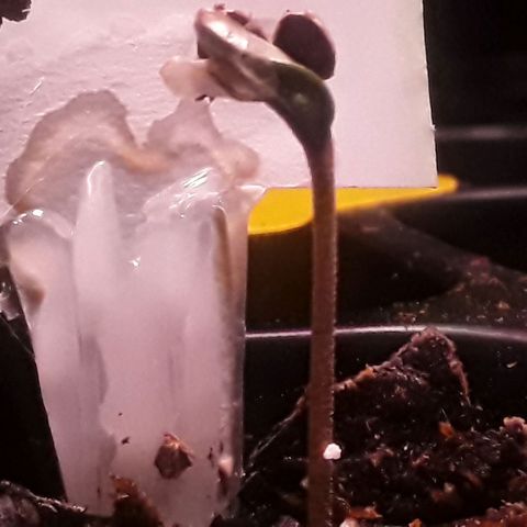 Kilimanjaro  growlog timeline photo