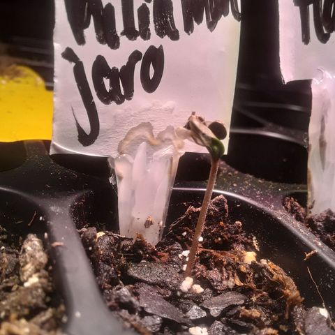 Kilimanjaro  growlog timeline photo