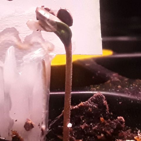 Kilimanjaro  growlog timeline photo
