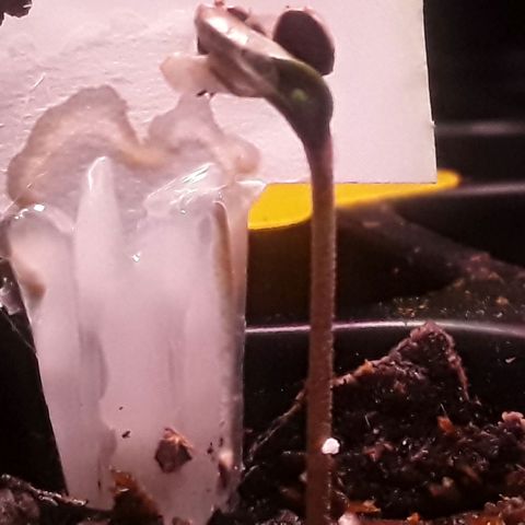 Kilimanjaro  growlog timeline photo