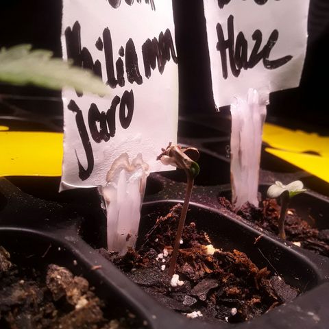 Bubba Haze  growlog timeline photo