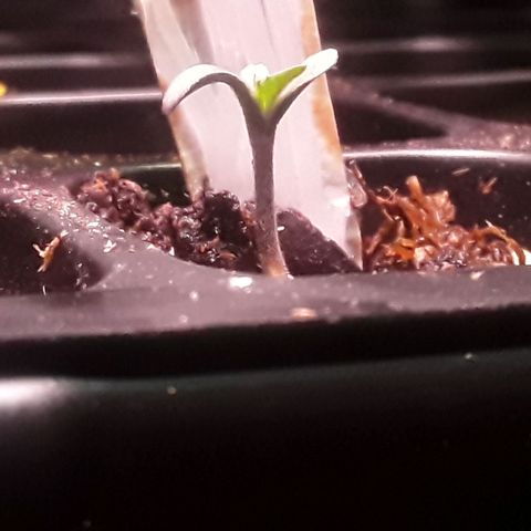 Bubba Haze  growlog timeline photo