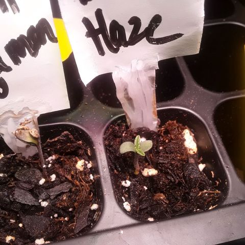 Bubba Haze  growlog timeline photo