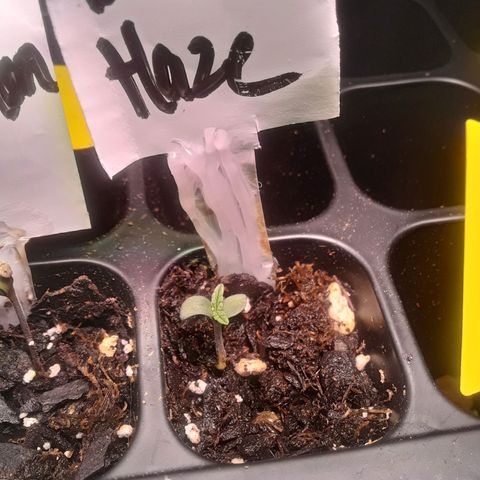 Bubba Haze  growlog timeline photo