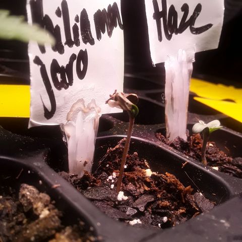 Bubba Haze  growlog timeline photo