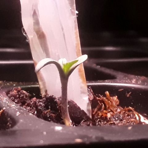 Bubba Haze  growlog timeline photo
