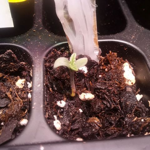Bubba Haze  growlog timeline photo