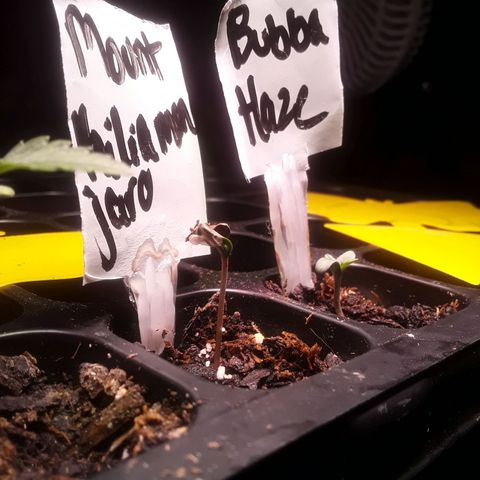 Bubba Haze  growlog timeline photo