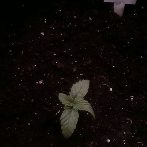 Gorilla Glue Auto  growlog timeline photo