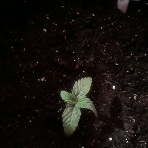 Gorilla Glue Auto  growlog timeline photo