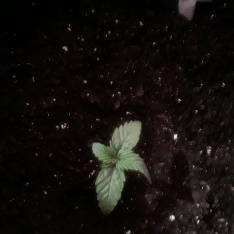 Gorilla Glue Auto  growlog timeline photo