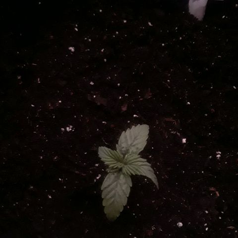 Gorilla Glue Auto  growlog timeline photo