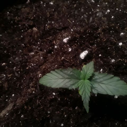 Girl Scout Cookies  growlog timeline photo