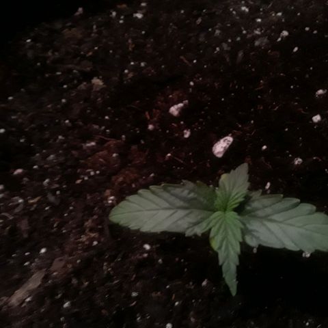 Girl Scout Cookies  growlog timeline photo