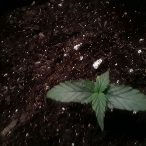 Girl Scout Cookies  growlog timeline photo