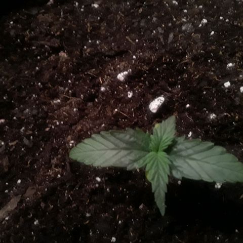 Girl Scout Cookies  growlog timeline photo