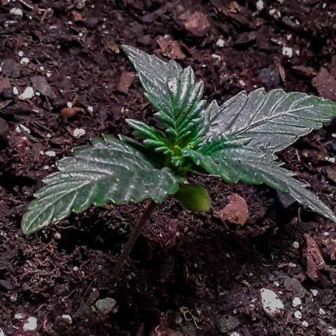 Girl Scout Cookies  growlog timeline photo