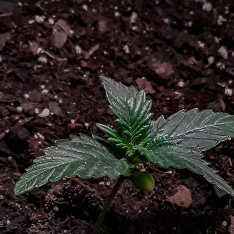 Girl Scout Cookies  growlog timeline photo