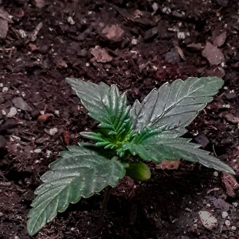 Girl Scout Cookies  growlog timeline photo