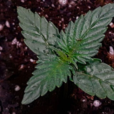 Gorilla Glue Auto  growlog timeline photo