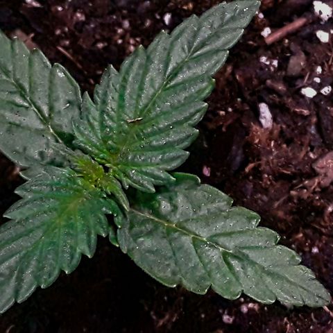 Gorilla Glue Auto  growlog timeline photo