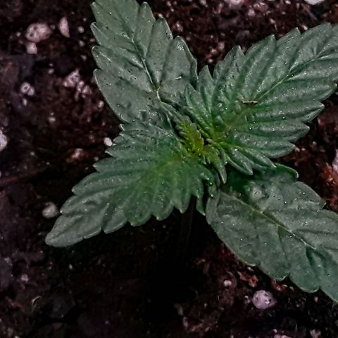 Gorilla Glue Auto  growlog timeline photo