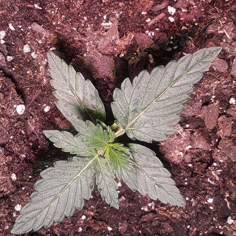 Gorilla Glue Auto  growlog timeline photo