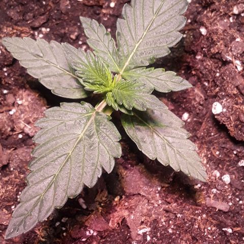Gorilla Glue Auto  growlog timeline photo