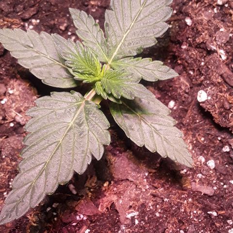 Gorilla Glue Auto  growlog timeline photo