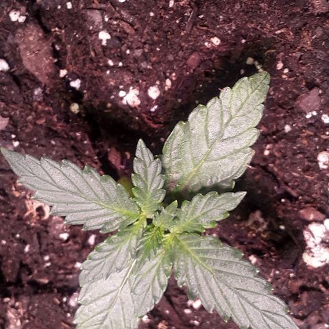 Gorilla Glue Auto  growlog timeline photo