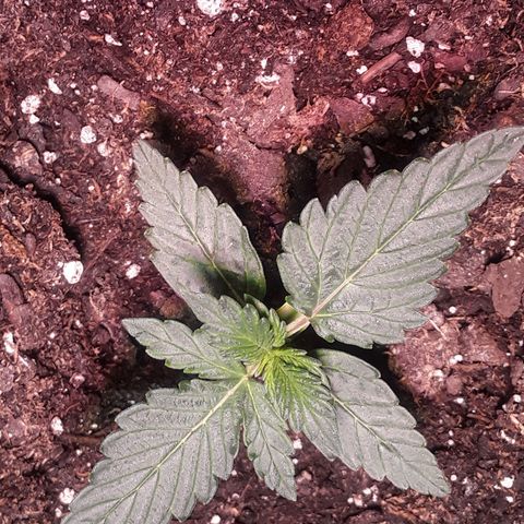 Gorilla Glue Auto  growlog timeline photo