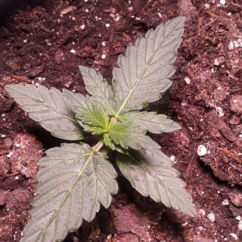Gorilla Glue Auto  growlog timeline photo