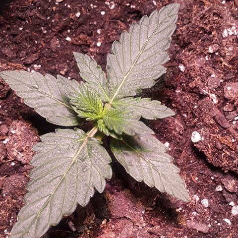 Gorilla Glue Auto  growlog timeline photo