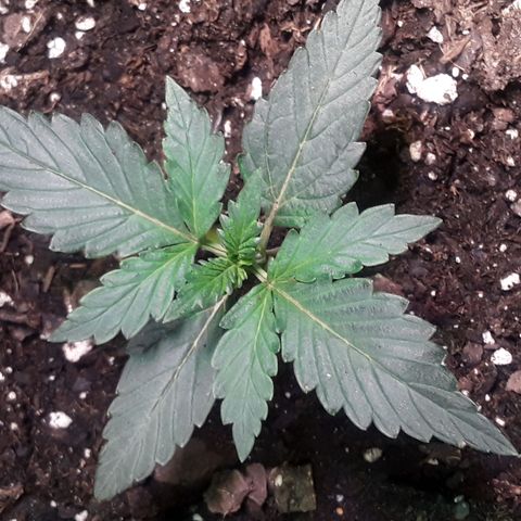 Girl Scout Cookies  growlog timeline photo