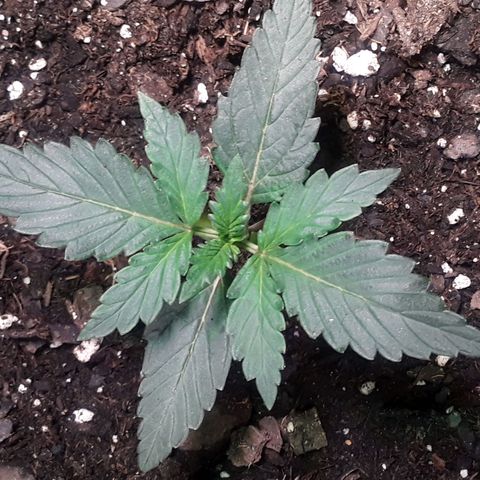 Girl Scout Cookies  growlog timeline photo