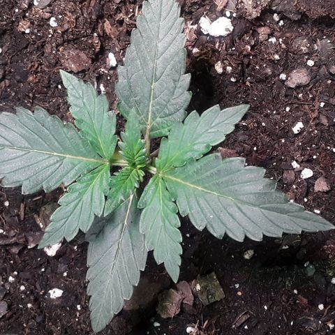 Girl Scout Cookies  growlog timeline photo