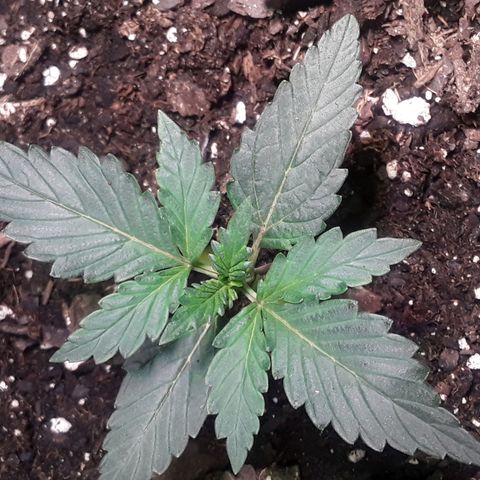 Girl Scout Cookies  growlog timeline photo