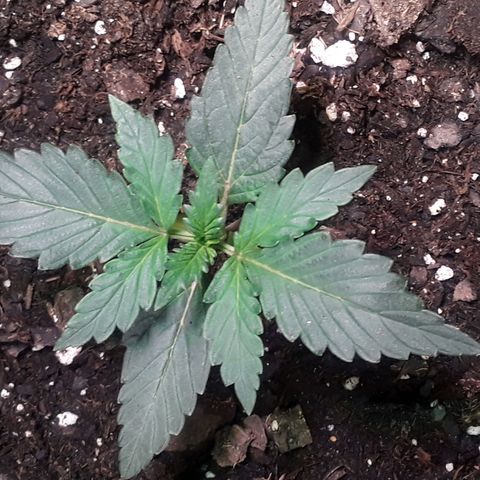 Girl Scout Cookies  growlog timeline photo