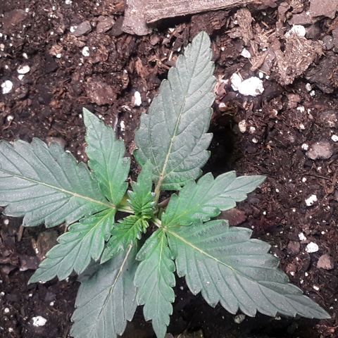 Girl Scout Cookies  growlog timeline photo