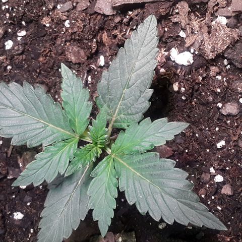 Girl Scout Cookies  growlog timeline photo