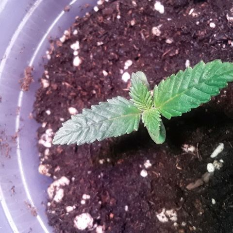 Kilimanjaro  growlog timeline photo
