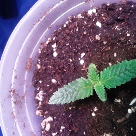 Kilimanjaro  growlog timeline photo
