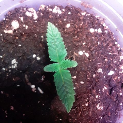 Kilimanjaro  growlog timeline photo