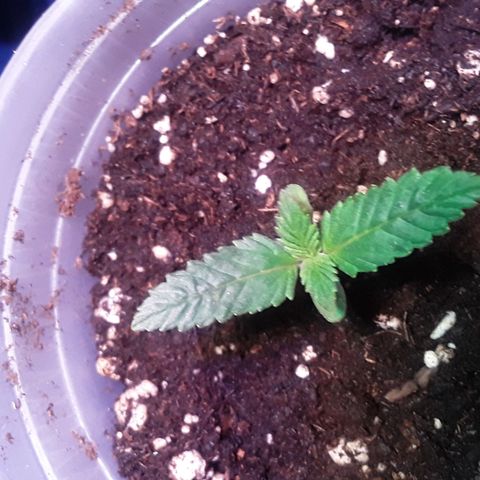 Kilimanjaro  growlog timeline photo