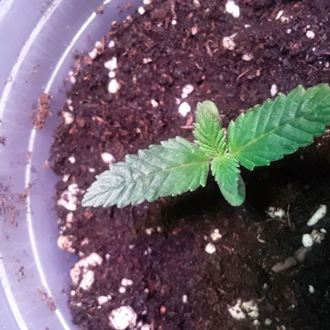 Kilimanjaro  growlog timeline photo