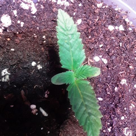 Kilimanjaro  growlog timeline photo