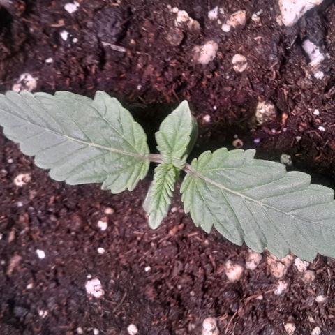 Bubba Haze  growlog timeline photo