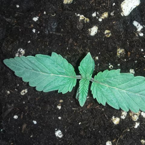 Bubba Haze  growlog timeline photo